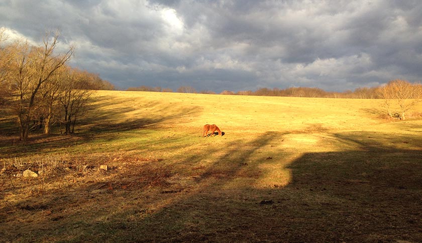 photo of horse at welbourne farm